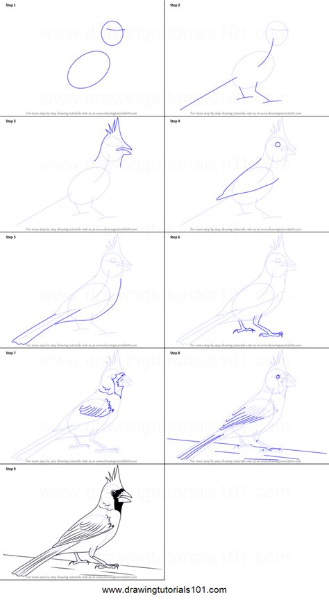 Here is what your cardinal looks like when you are finished. How to Draw a Northern Cardinal printable step by step ...