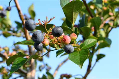 Blueberry Trees