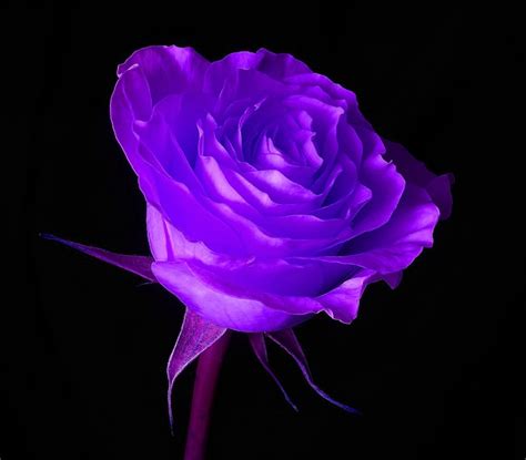 Free Download Purple Roses Photo Wallpaper High Definition High Quality