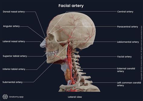 Facial Artery Encyclopedia Anatomyapp Learn Anatomy 3d Models