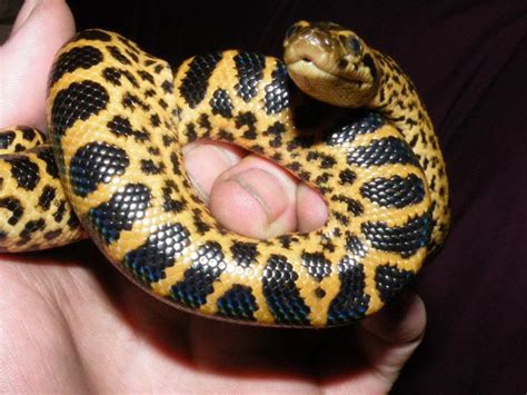 Yellow Anaconda Snakes