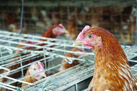 Tidak kira anda stress sebab belajar, stress sebab kerja atau stress semasa mengandung, jangan sampai memudaratkan. 8 Cara Mengatasi Stress Pada Unggas - ArenaHewan.com