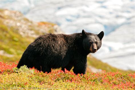 Black Bear Harding Icefield Trail Kenai Fjords National Park Alaska