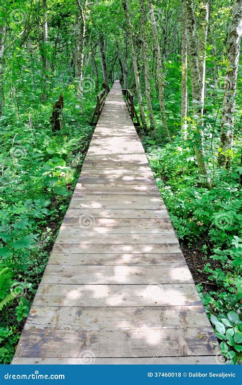 Wooden Path In A Forest Stock Photo Image Of Biogradska 37460018