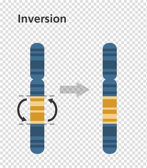 Chromosomal Inversion Mutation Chromosome Gene Duplication Chromosomal
