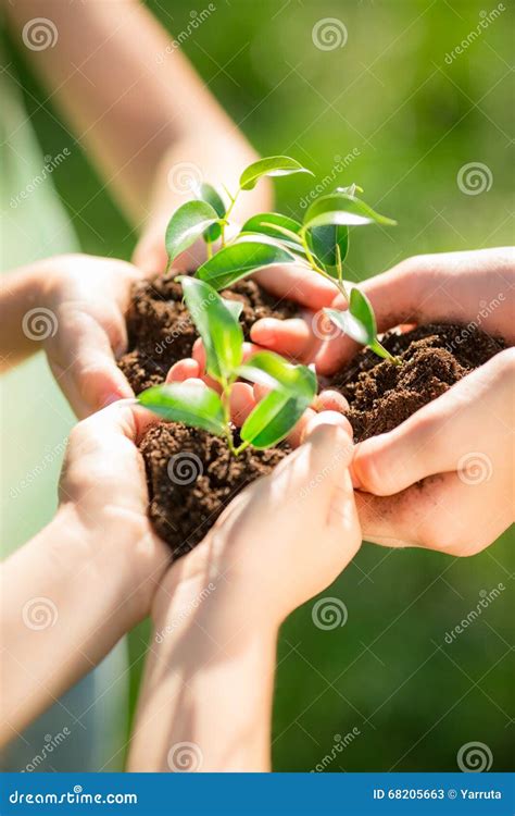 Crianças Que Guardam A Planta Nova Nas Mãos Foto De Stock Imagem