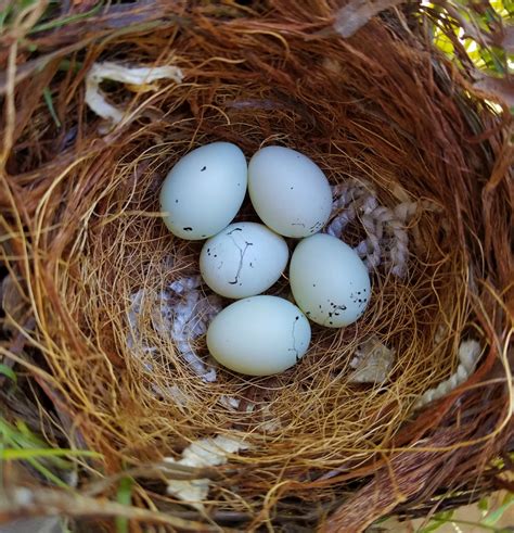 How Long Do House Finch Eggs Take To Hatch House Poster