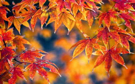 Nature Trees Leaves Autumn Fall Seasons Macro Color Wallpaper 1920x1200 27453 Wallpaperup