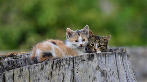 Two Kittens Are Sitting On Wood With Shallow Background Hd Kitten