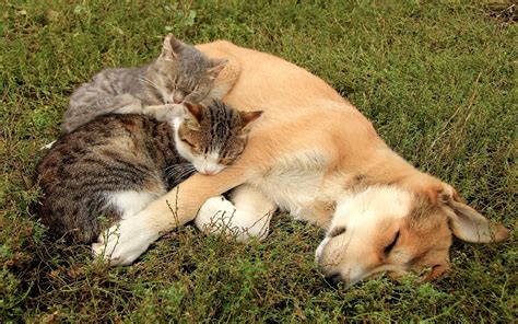 Theres nothing cuter than a bunch of little kittens and puppies playing, so here is a brand new compilation. Cat's and dog sleeping together - HD wallpaper download. Wallpapers, pictures, photos.