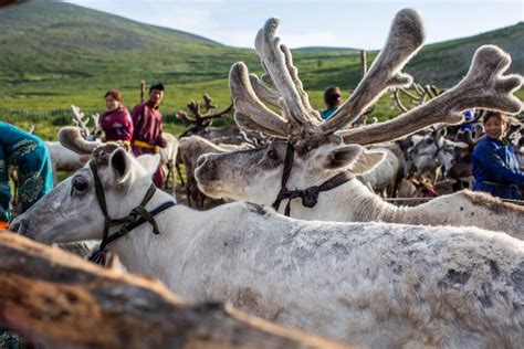 22 photos that prove life with mongolia s tsaatan tribe is magical
