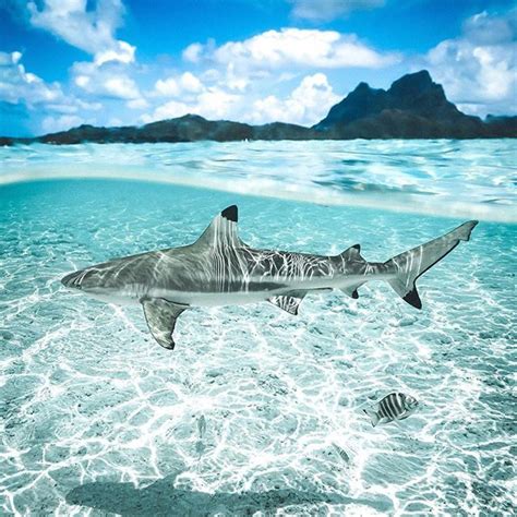 Sharks In Bora Bora Pics Shark Pictures Beautiful Sea Creatures