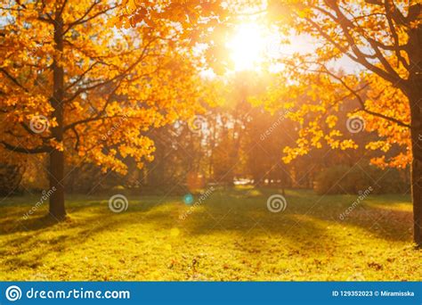 Fall Autumn Leaves Background Tree Branch With Autumn Leaves Of A