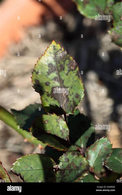 Black Spot Fungus Disease On Roses Leaves Stock Photo Alamy