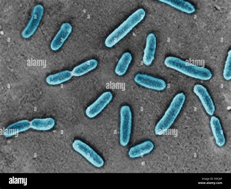 Pseudomonas Bacterium High Resolution Stock Photography And Images Alamy