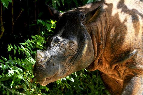 Pembangunan Suaka Rhino Di Aceh Timur Terus Dilakukan Begini