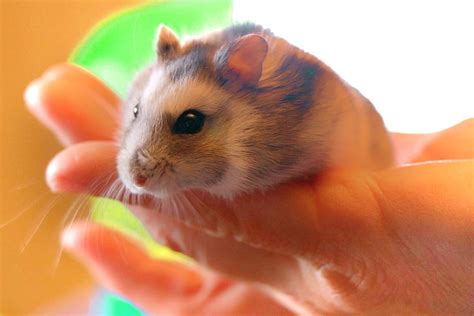 Hamster Pet Rodent Holding Close Up Whiskers Cute Cuddly One