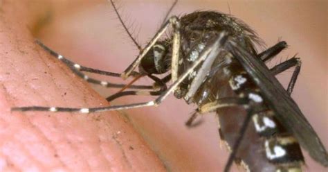 zika spread declared international emergency