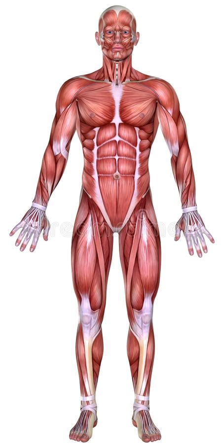 Anatomia Do Corpo d Masculino Ilustração Stock Ilustração de