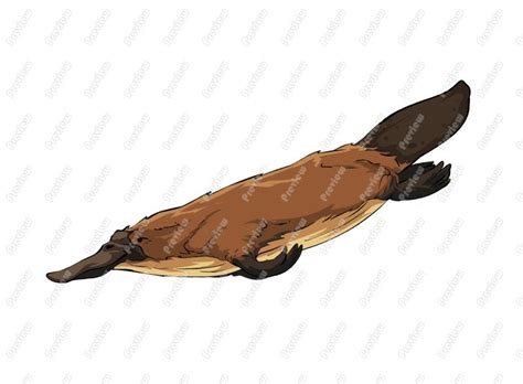 Collection Of Platypus Clipart Free Download Best Platypus Clipart On