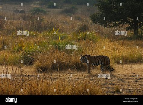Male Tiger In The Meadows Of Kanha National Park Stock Photo Alamy