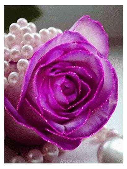Roses Flores Moradas Rosas Imagenes Purple Gifs