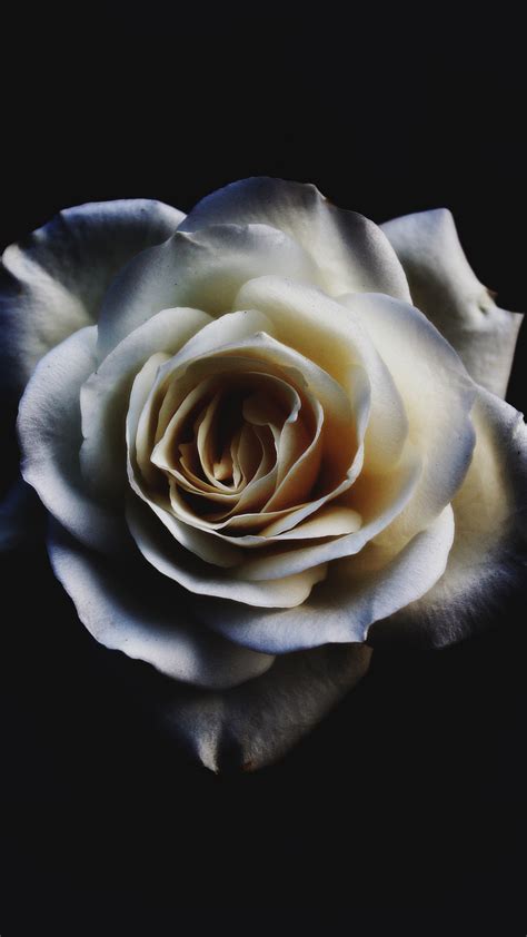 Flower Rose White Iphone Wallpaper Idrop News