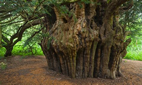 Englands Top 10 Trees Shortlisted For Tree Of The Year Environment