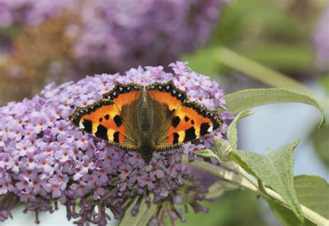 Naver music | e&story music (yt). Float like a butterfly to A la Ronde | The Exeter Daily