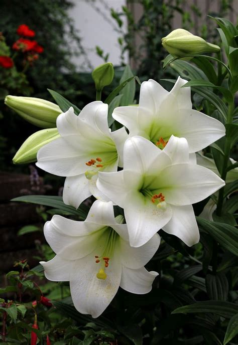 Lilium Lonlorum Hybrid White Heaven White Heaven Lilium Plants