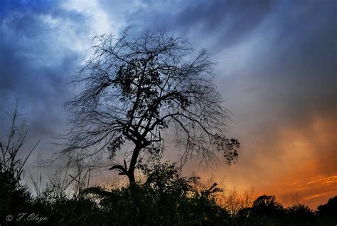 El Arbol Triste The Sad Tree Cuento E Imagen Dedicada A Flickr