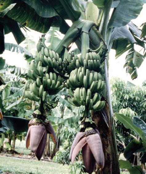Banana ‘double Mahoi For Sale Banana ‘double Mahoi Musa Hybrid