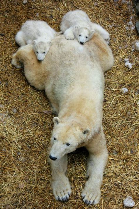 Update Zoo Brno Polar Bears Get Their First Check Up Zooborns