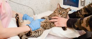 2 contamination par la péritonite infectieuse féline. Péritonite Infectieuse chez le chat : symptômes ...