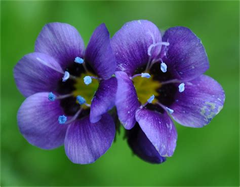 Pretty Wild Flower By Forestina Fotos On Deviantart