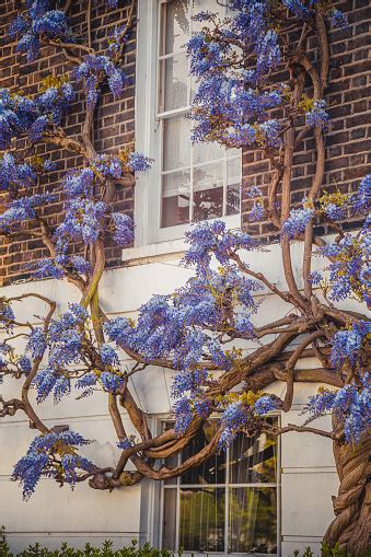 Cozy Terraced Town Houses Covered With Beautiful Wisteria Sinensis In