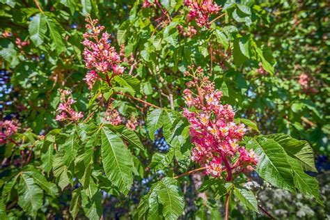 Budding And Blooming Red Horse Chestnut From Close Stock Photo Image