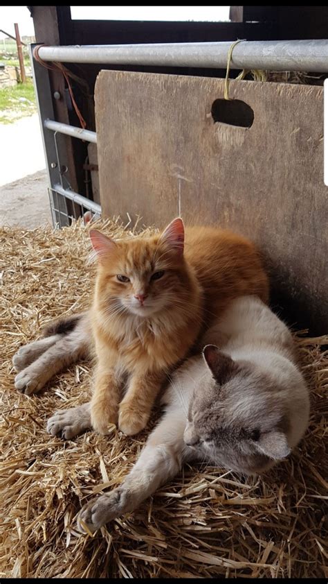 Pixie Bob Vs Farm Cat Breed Comparison Mycatbreeds