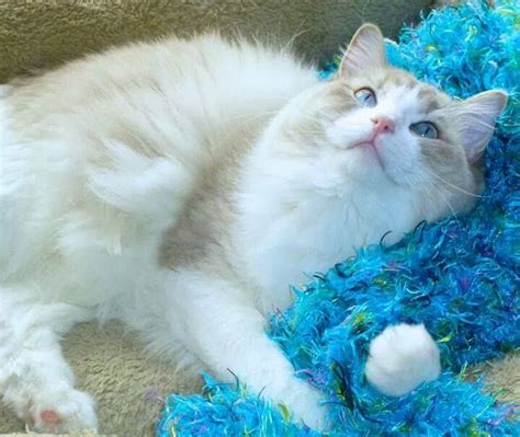 When socialized correctly from birth, they will be friendly and endearing members of the family. Blue Lynx Bicolor | Ragdoll cat price, Ragdoll cat, Ragdoll