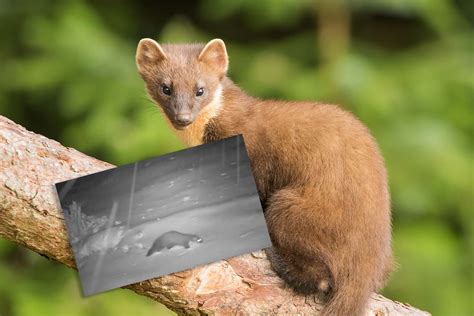 Pine Martens Caught On Camera In England For The First Time Nature Ttl