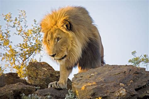 The female eagles are slightly larger than the males across all the subspecies. #Lions are the national animal of Albania, Belgium ...