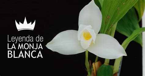 Sep 28, 2019 · colorear monja blanca (flores), dibujo para colorear gratis. Monja Blanca "Leyenda"