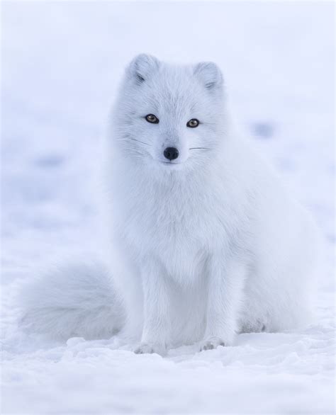 Raposa ártica Arctic Fox Qazwiki