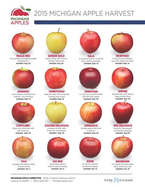 Apple Varieties Apple Types Apple Harvest