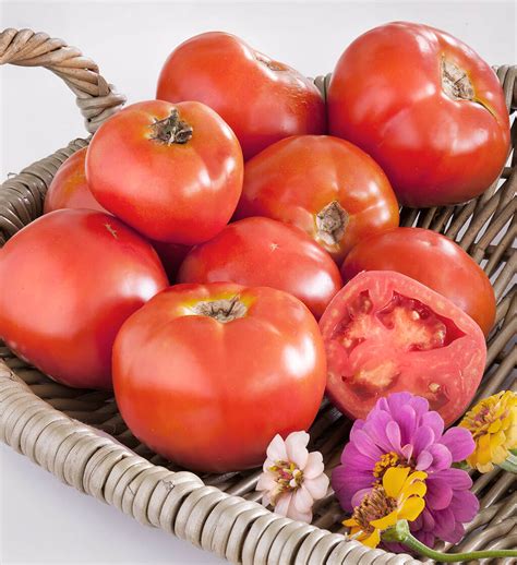 Marion Heirloom Tomato Disease Resistant All Season Yields