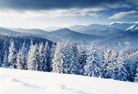 Beautiful Winter Landscape With Snow Covered Trees Stock Photo Colourbox