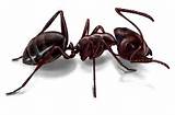 Pictures of Carpenter Ants San Antonio