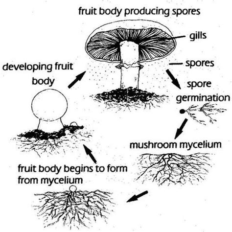 The Mushroom Life Cycle Mycologic