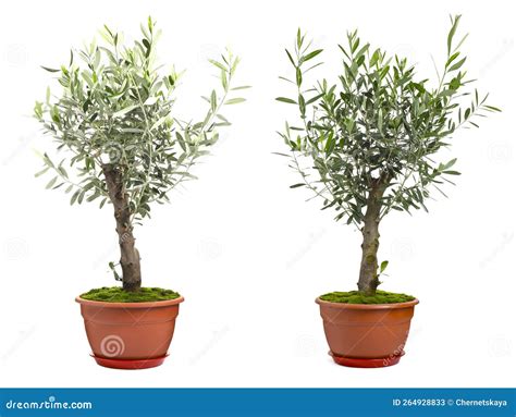Beautiful Potted Olive Trees On White Background Collage Stock Image Image Of Floral Botany