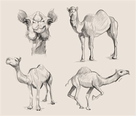 Top 145 Camel Picture Drawing Vn